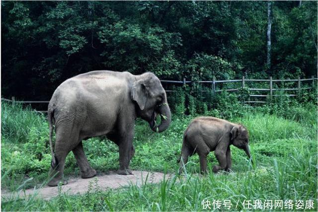 大象群 云南大象群为何要“一路向北”中科院专家或许和太阳风暴有关