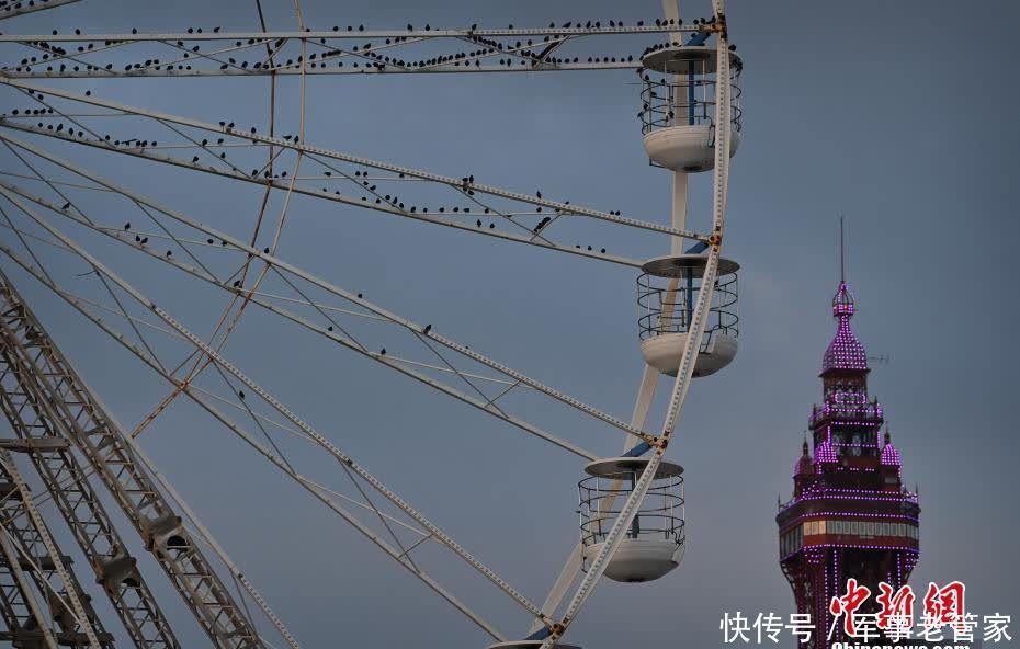 成群椋鸟“登高望远” 摩天轮上列队休憩