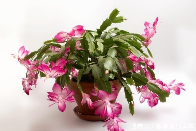 蟹爪兰还不开花这3招用上,28天就能见花苞!