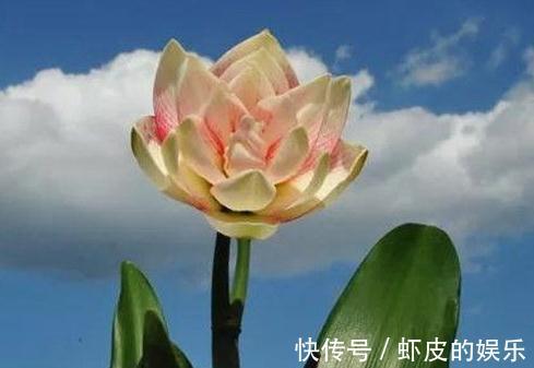 绝美的朱顶红,每一个品种都给跪了,太美,太艳了