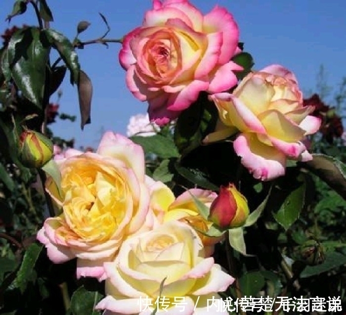 婆婆养月季只选一种,好养抗性强,关键“爱”开花,比养欧月实在