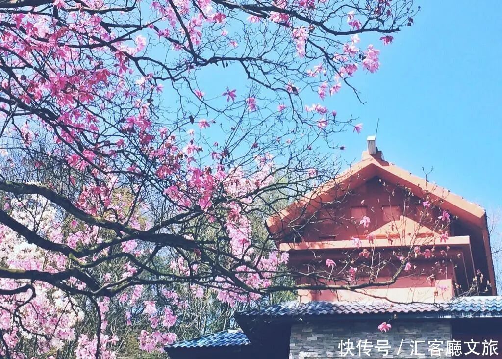 淋一场烟雨，遇一场花事，9个三月花海刷屏的地方