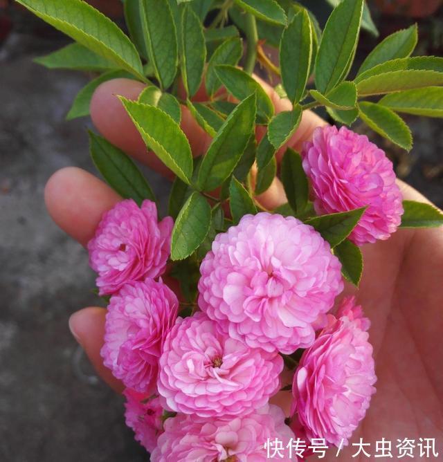 阳台养什么花?4种小盆栽真不错,开旺了满阳台爬