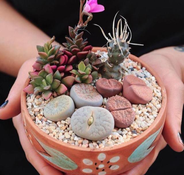 叶片|多肉想美,全靠浇水!教你详细攻略,又美又胖,还不长虫