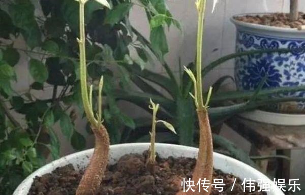 3种“吃不起”的东西，捡“1颗”种子扔盆里，长成小树，结果能吃