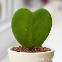 鱼骨|此5种植物，叶子“奇特”又漂亮，养在家里大气、又好看
