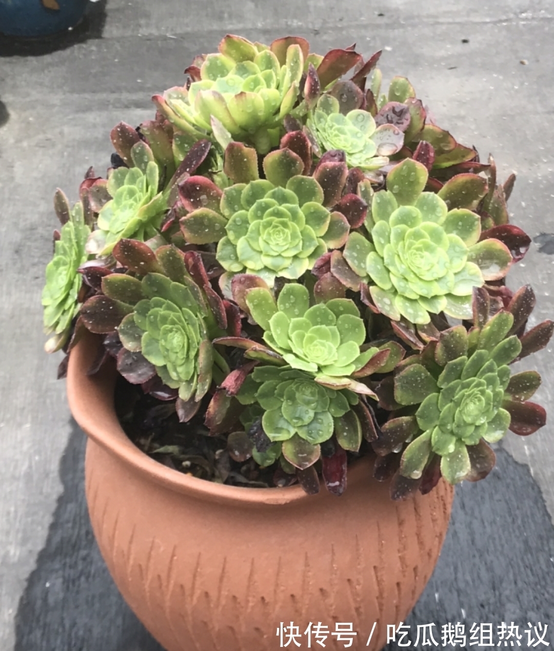 种花|9种花，夏天休眠了，一定少浇水，否则越浇越死