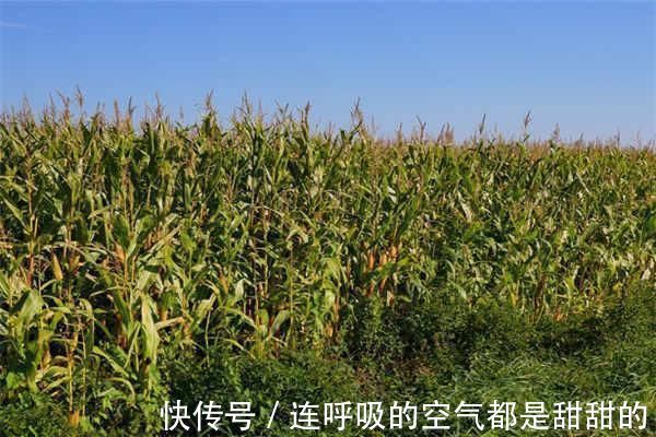 土地|已婚女子户口在娘家，土地确权有份吗听内行人说完，瞬间明白了