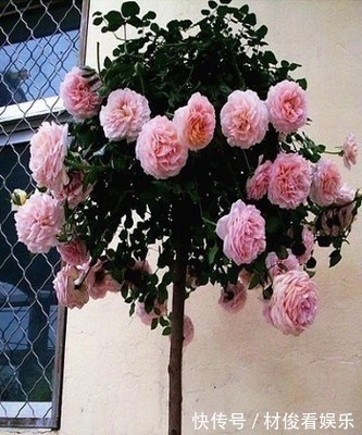 如果你的院子够大,趁早种上这爬藤花苗,来年庭院开成一片花海