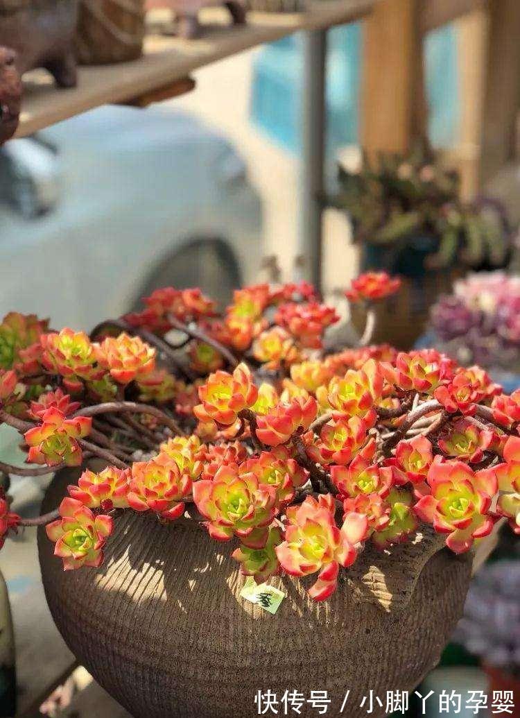 分享容易养成“老桩”的4种普货，初冬的肉肉又美又有韵味，爱了