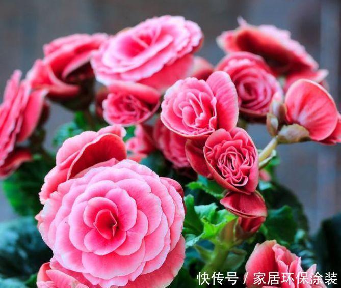 观赏价值|最受欢迎的“4种花”,开花漂亮又好养,花姿妖娆,四季繁花似锦