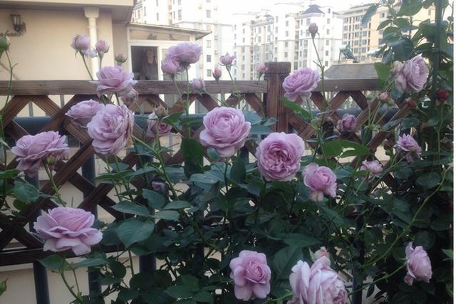 月季中最被赞绝花色,一年四季开花,花色迷人,开花量多,易爆盆