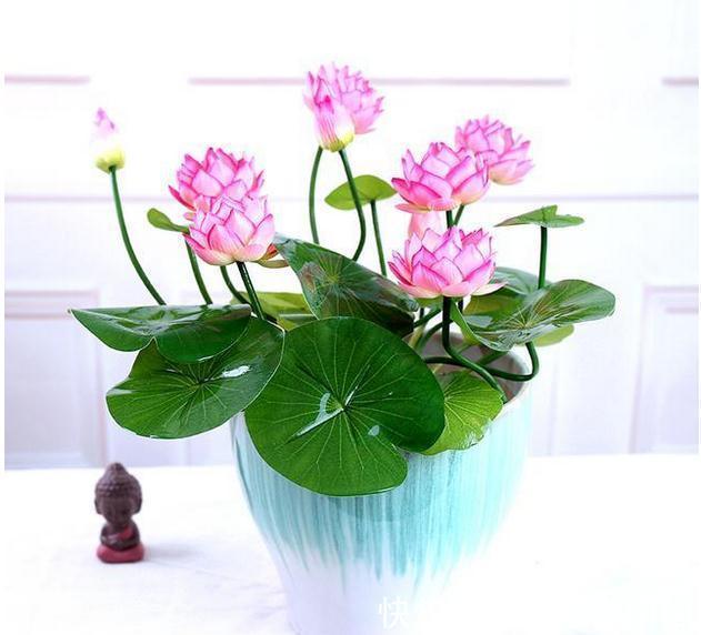 别再乱买花了，这8种花一年开几次，易养活还开花爆盘