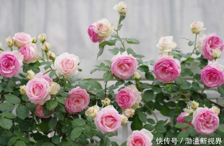 4种花现在养刚刚好,比玫瑰漂亮100倍,花大多又艳