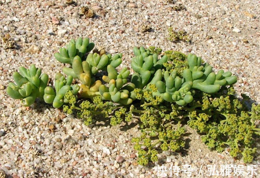 养多肉,要“贱养”,栽进沙子里,不吃不喝,美美的状态养出来