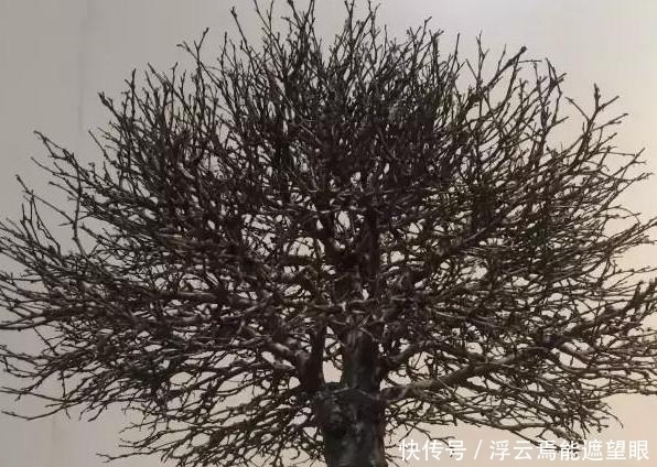 土壤|玩盆景必须学会的上盆技巧,这些方法要知道!