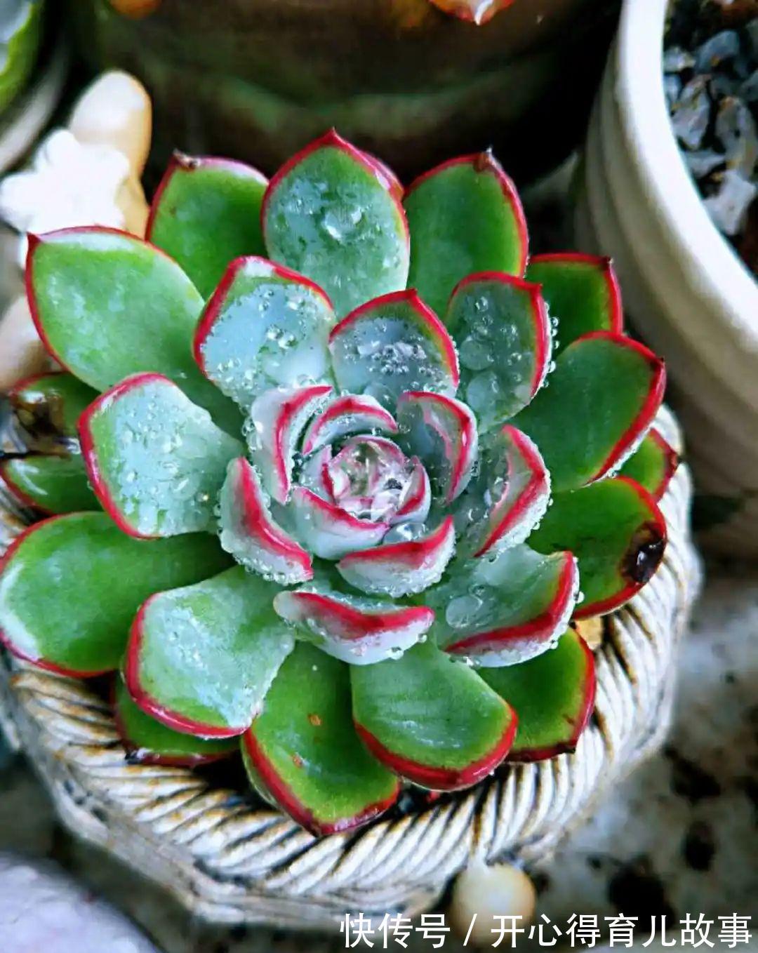 养花:这种多肉,是杂交的混血宝宝,你家有吗?