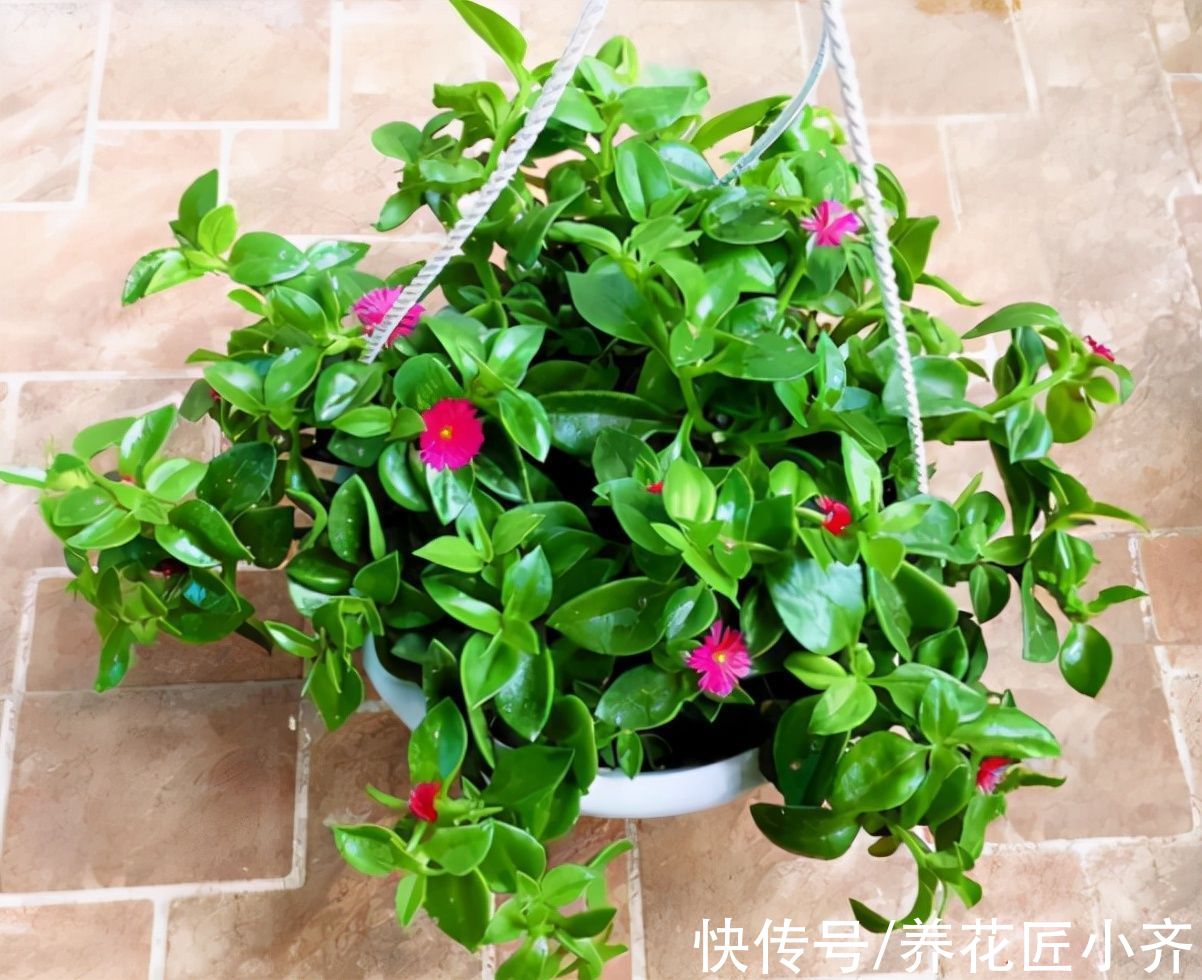 青菜根|5种“青菜根”，吃剩别扔掉，埋进花盆浇点水，一茬一茬吃不完