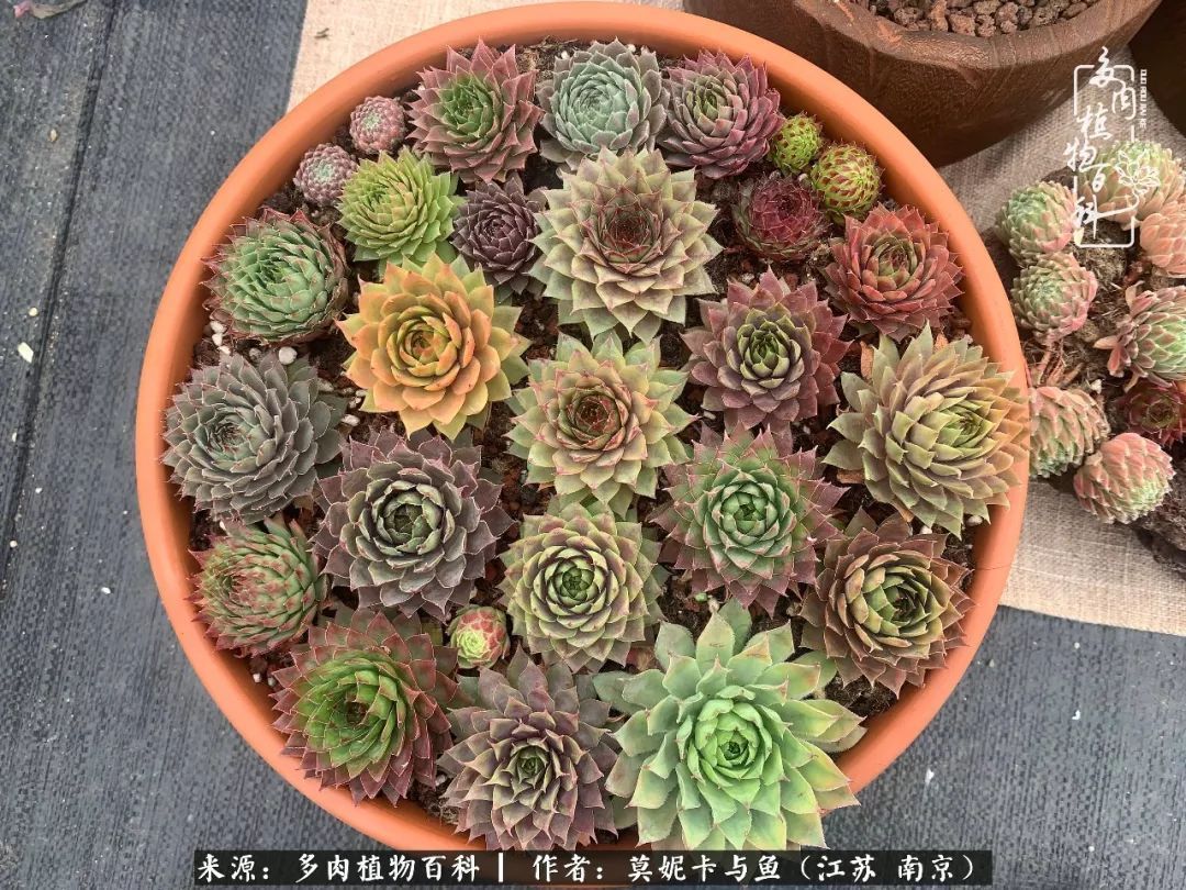 这多肉拼盘这么仙!如何制作达人手把手教你制作长生草拼盘!