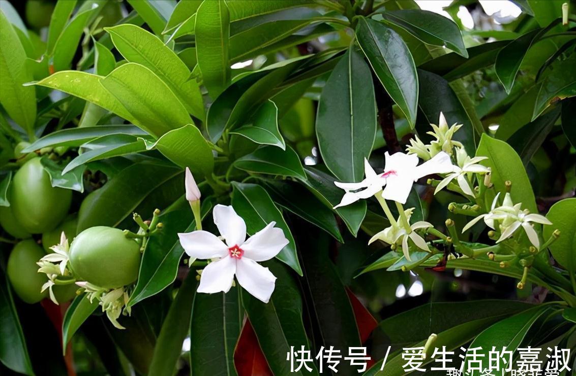 金皮树|认识植物界的“六大毒树”,看到“绕道走”,涨知识不吃亏