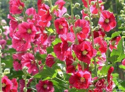 长寿花|此花才是真正的“长寿花”，1粒种子埋土里，一活就是50年