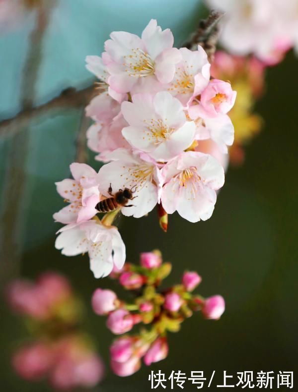 春花|申城春早，樱花渐入佳境，静安雕塑公园上演“梅樱争春”