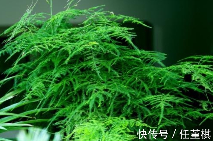 发酵|家家都有的“小东西”,长叶特别棒,只需半年埋一次,不用再施肥