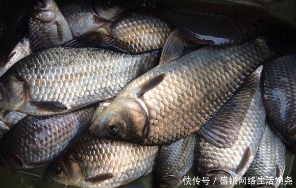 狐眼|高手教你，10个钓鲫“绝活”！想爆护就看过来