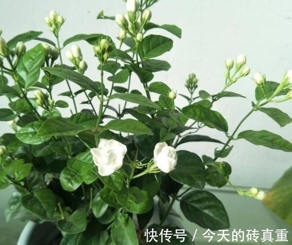 水溶肥|茉莉花黄叶怎么办,找准原因简单一步,叶片绿油油