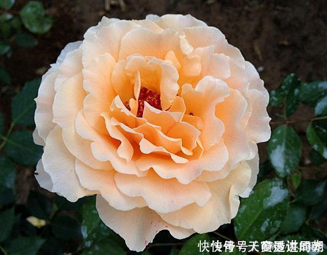 难度|最美的波浪边月季,又香又勤花,种植无难度,非常适合新手