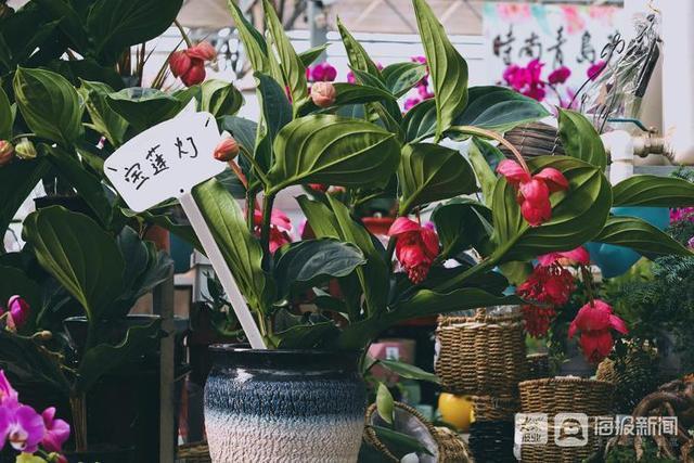年宵花市场开始备货蝴蝶兰仙客来20-50元盆受市民青睐