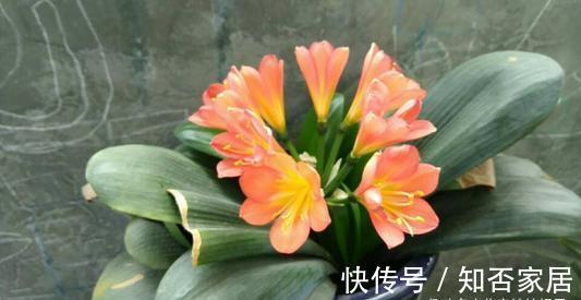 君子兰开花有诀窍,牢记多晒太阳,少浇水勤施肥,注意温差这几样