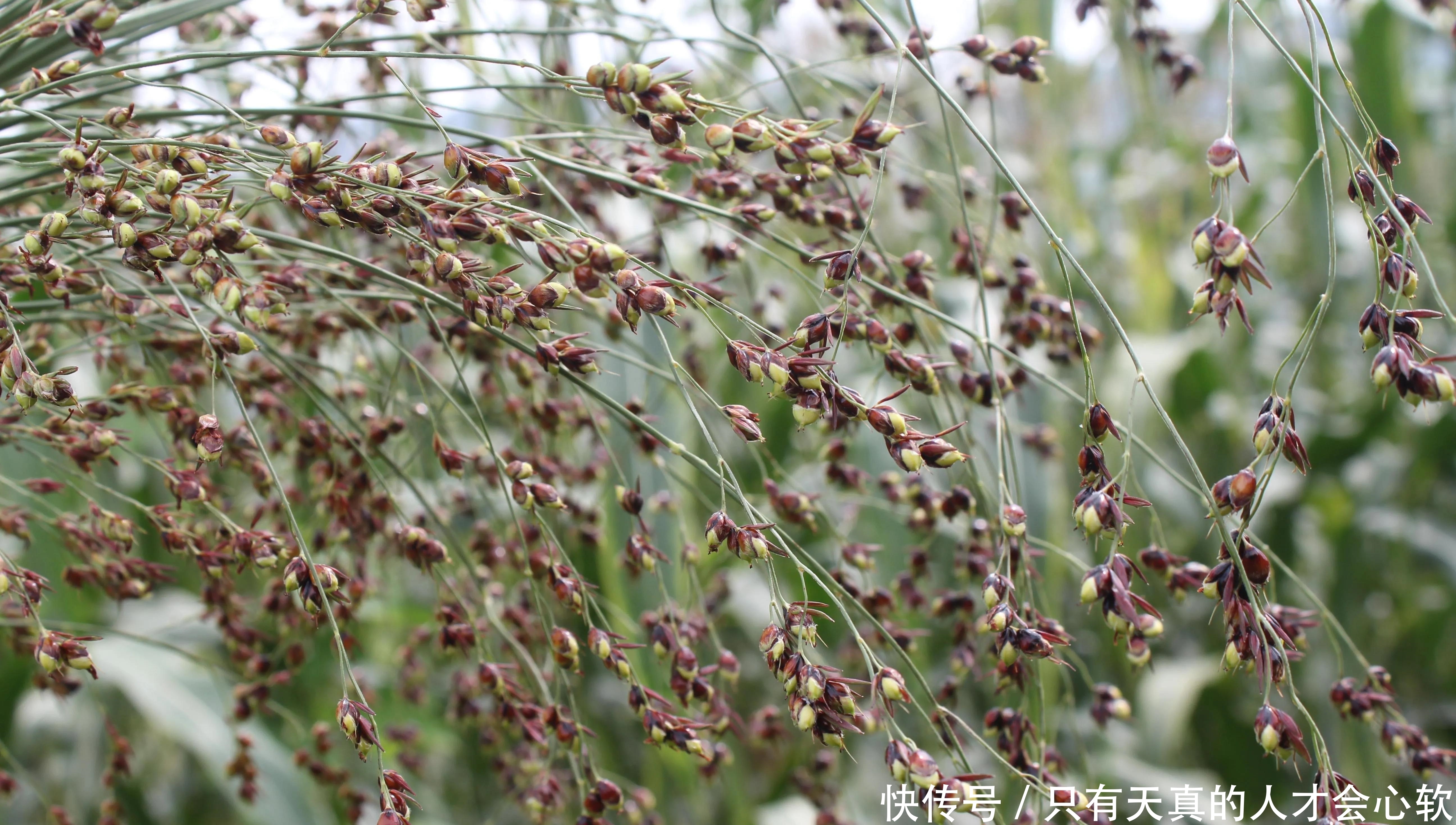  高粱，不仅仅能酿酒，还能做成高粱米高粱醋和高粱饴等