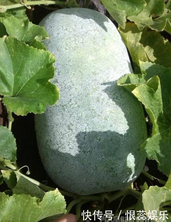 湿气重吃什么食物最好这3种不妨试一试帮你排出湿气