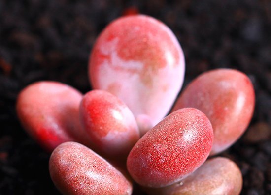 多肉植物颜色不红，怎么办教你2招，叶子变得肉嘟嘟，鲜艳发亮