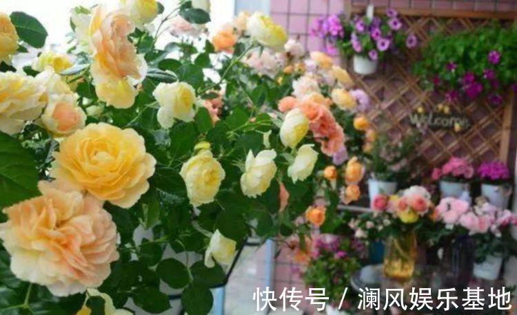 花卉|4款花卉常年开花不断,四季繁花似锦,花期一到开不停歇