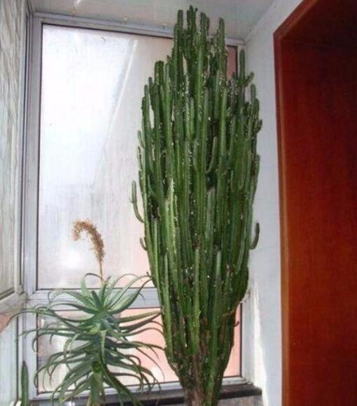 婆婆|婆婆养了10年的龙骨,长得直戳屋顶,想搬出去都难,真是厉害了