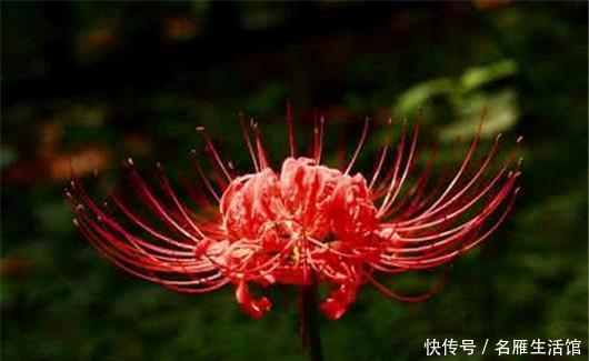 世界|世界上最悲伤的花彼岸花!看了眼泪忍不住了