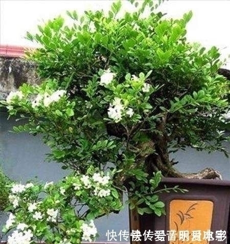桂花|家中不要乱养花，此花号称“天下第一香”，阳台种两盆，满屋飘香