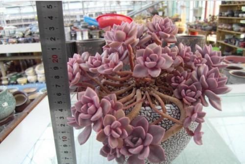  看上去很|盘点10款粉色系多肉，各有各的美，粉萌可爱，你最喜欢哪种？