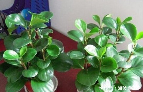 种花|“病毒”很烦2种花,家里养一盆,全家人都身体好,养100盆都不多