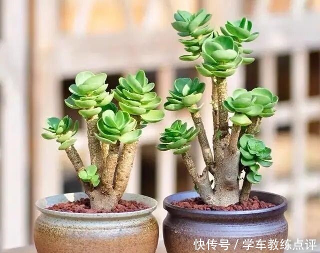 多肉品种多要会“挑”!这5种不能错过,旺福旺运家人也能受益!