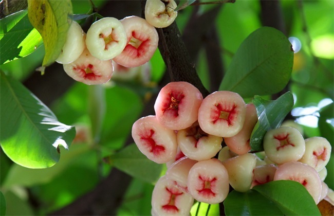 定植|促进消化、清热利尿的莲雾,农民掌握种植要点,收获吃不完的莲雾