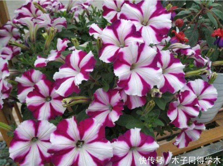 4种花养家里,沾土就活,开花又大又艳,比牡丹美