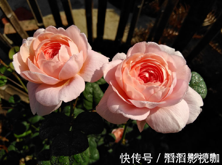 月季|优良月季”瑞典女王“,清秀淡雅,惹人喜爱,堪称是养花必备