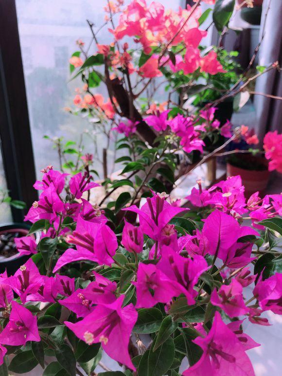 10种花适合养窗台,晒晒太阳,浇浇水,一年300多天都开花