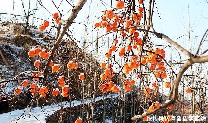 柿饼|一方水土：这条沟的柿子一直不摘，雪打红柿特别美