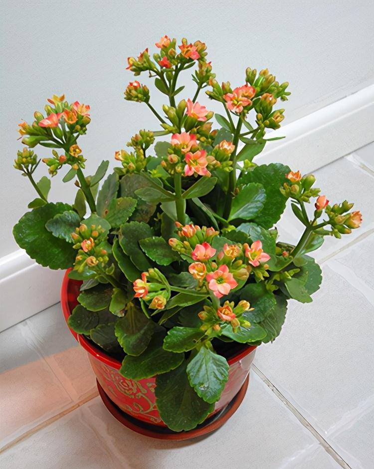 公认好养的“五种花”,漂亮又大气,还能养成老桩,越养越有价值