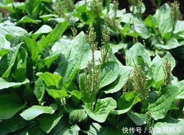 中年|车前草的药用价值太大了,除了保肝护肝,你不知道好处太多了