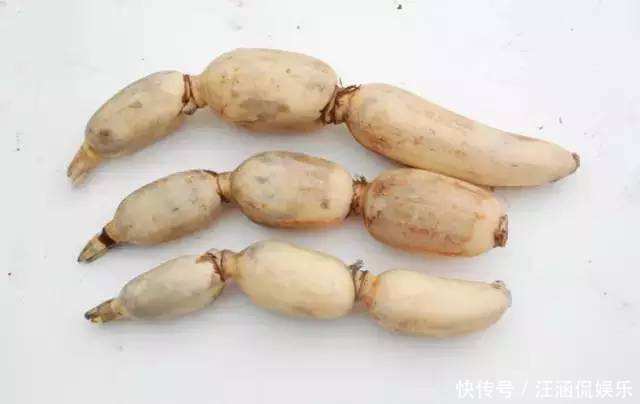 生地|农村这种野草,李时珍称它“服之面如桃花,轻身不老”!你见过么